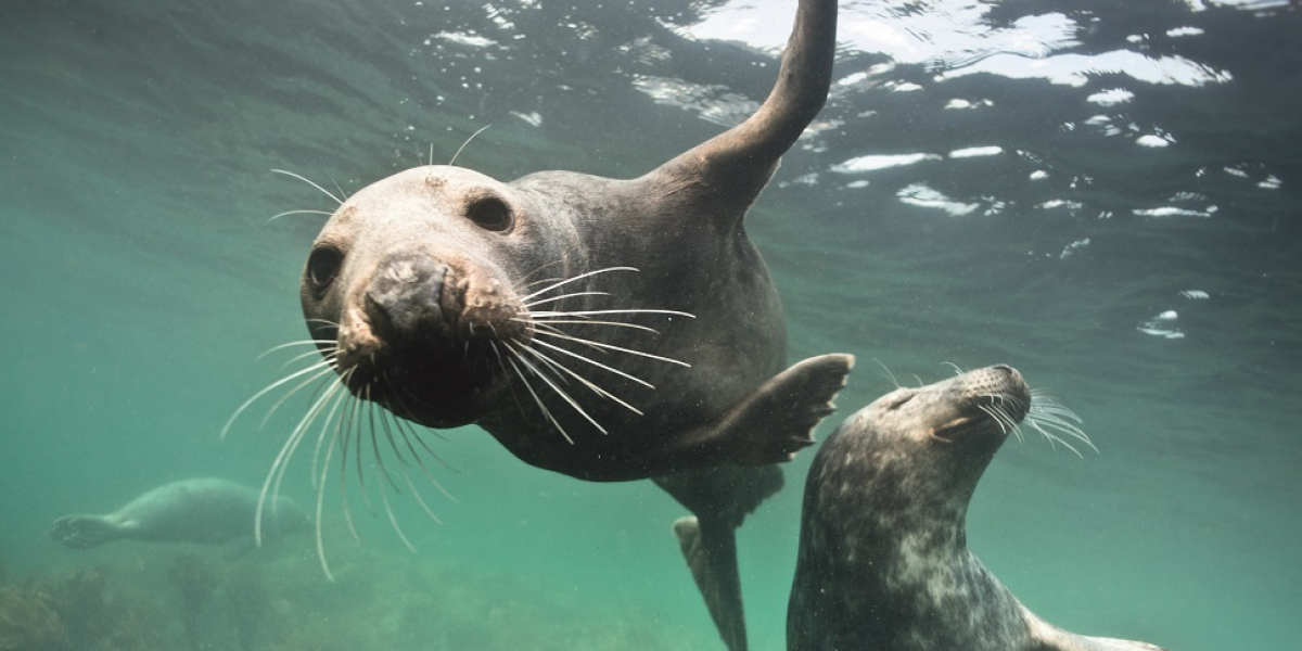 Phoques gris (Halichoerus grypus) dans l'archipel de Molène, une espèce assez farouche, plutôt présente autour des petites îles où la présence humaine n'est pas trop marquée. Crédit photo : Nicolas Job