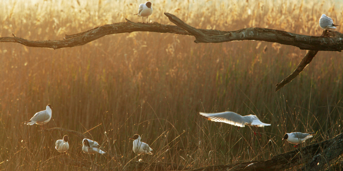 Située au cœur du Parc naturel régional de la Brenne, la réserve naturelle de Chérine. Crédit photo : Jérôme Lecquyer / Coeur de nature / SIPA