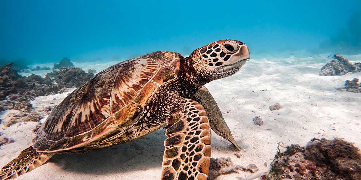 Tortue verte (Chelonia mydas), lagon de Moorea. Crédit photo : Te Mana O Te Moana