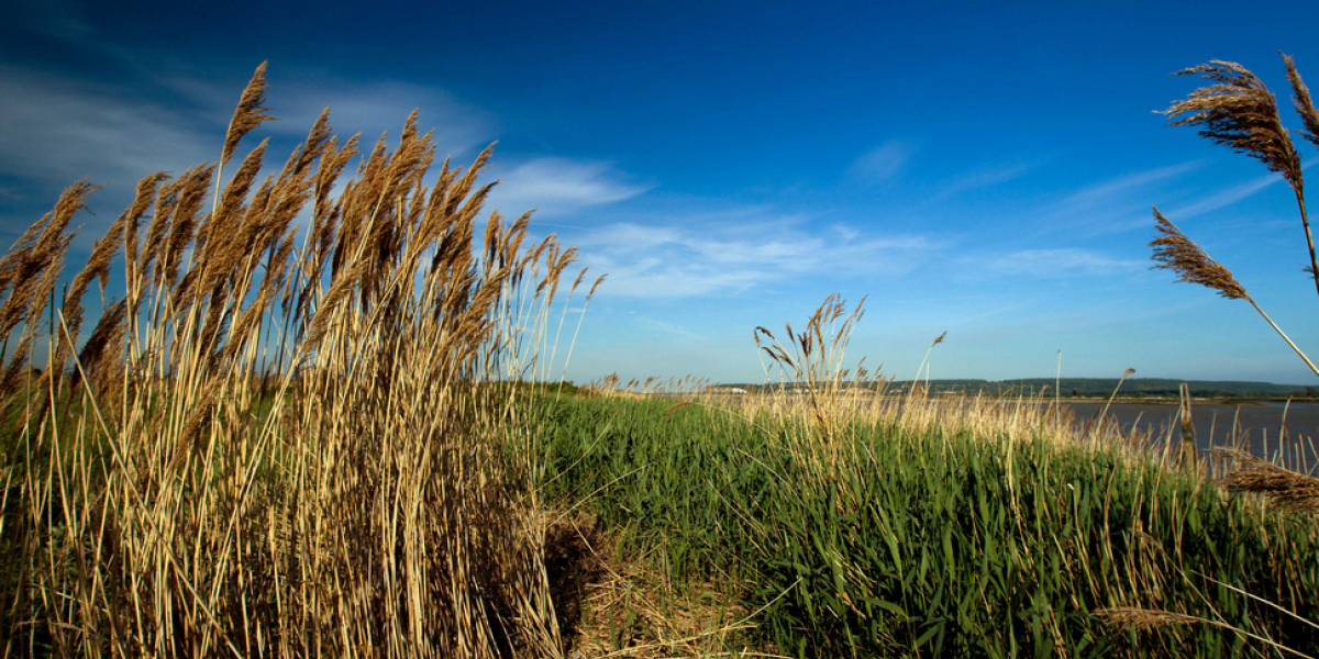 Réserve naturelle de l'Estuaire de la Seine au Havre. Crédit photo : Meigneux / Coeurs de nature / SIPA