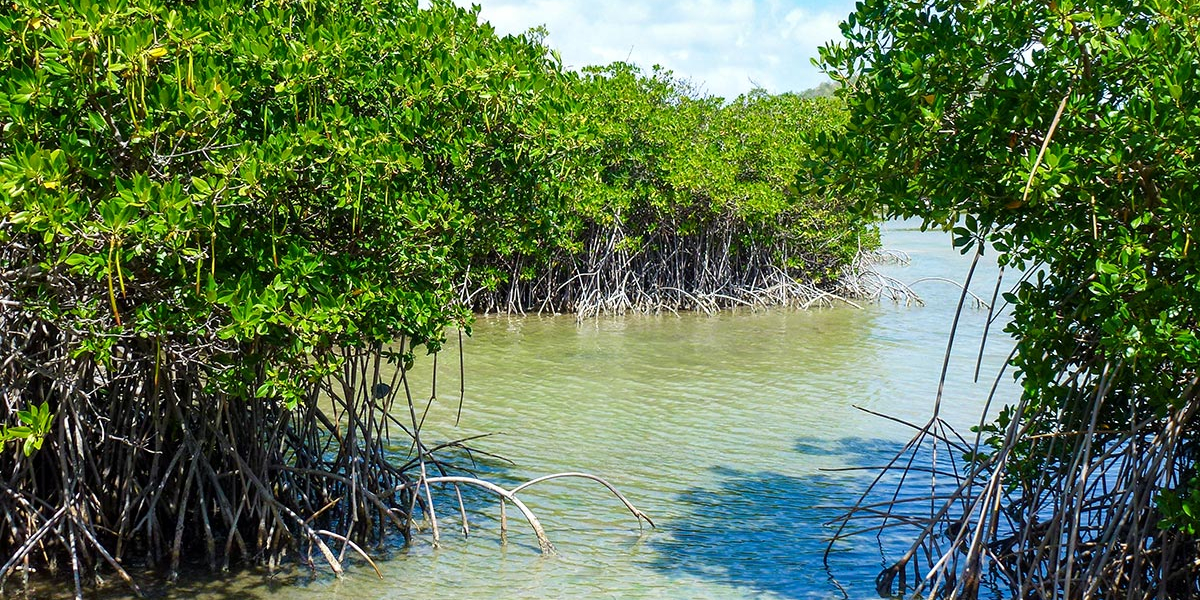 Mangrove de Martinique. Crédit photo : Alexandre Arqué / OFB