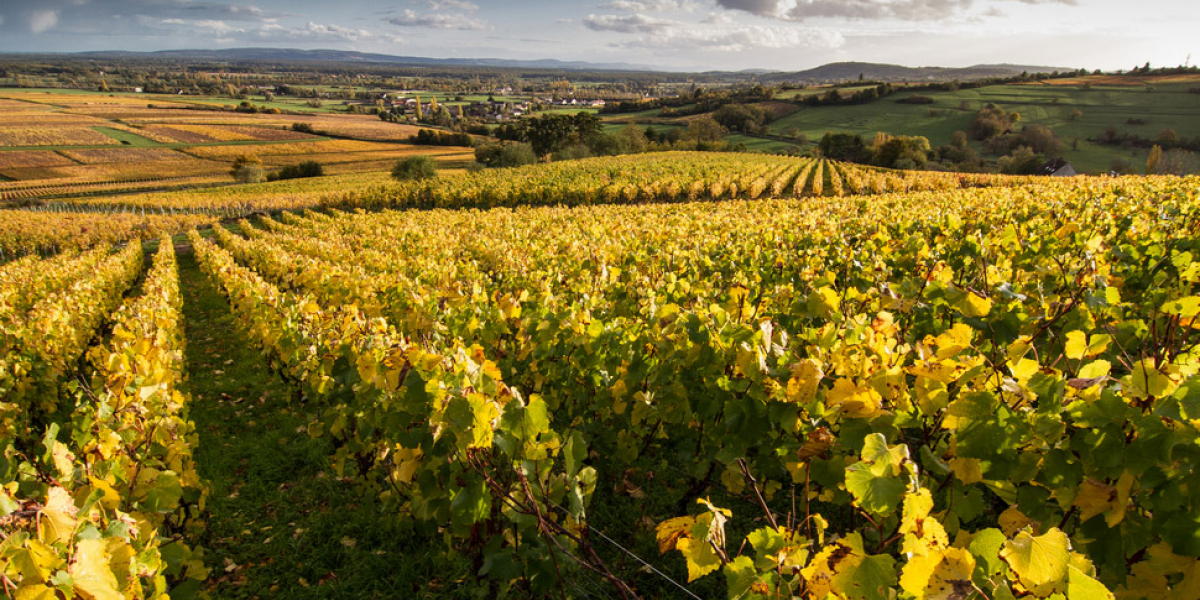 Vignoble Chalonnais, Lieu-dit La chaume de Renache à Jambles. Crédit photo : Sébastien Lamy / OFB