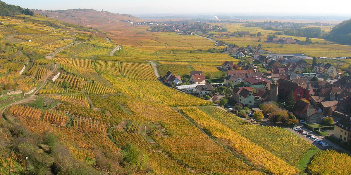 Couleurs automnales du vignoble alsacien. Crédit photo : Florent Billard / OFB