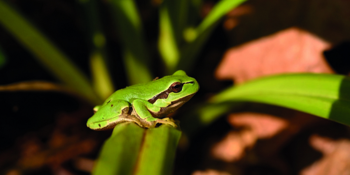 Rainette verte (Hyla arborea), une espèce sur la liste rouge UICN des amphibiens menacés de France métropolitaine (2008). Crédit photo : Maxime Zucca / ARB Île-de-France