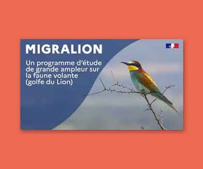 Webinaire de restitution du programme MIGRALION